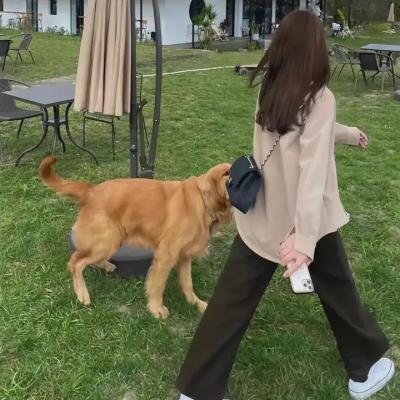风骚律师